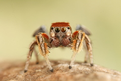 Habronattus arcalorus
