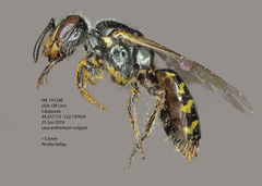 Perdita fallax