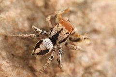 Habronattus arcalorus