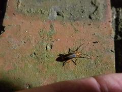 Ditylomorphus inconstans