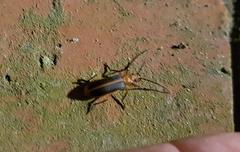 Ditylomorphus inconstans