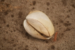 Mulinia pallida