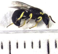 Hylaeus euxanthus