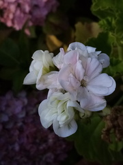Pelargonium × hybridum