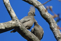 Corythaixoides concolor concolor