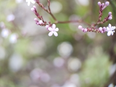 Verbena menthifolia