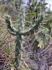 Austrocylindropuntia