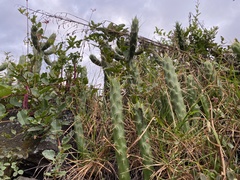 Austrocylindropuntia