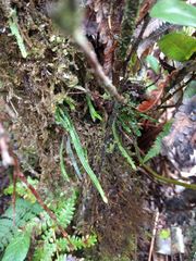 Stenogrammitis saffordii