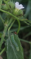 Notarcha tigrina