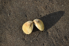 Tivela