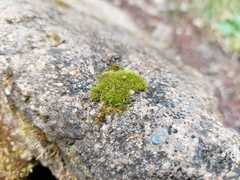 Flexitrichum flexicaule