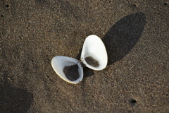 Tivela