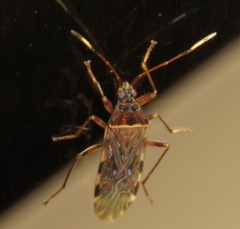 Balboa variabilis
