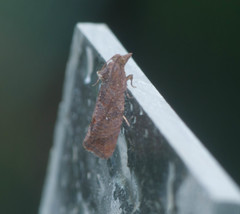 Cryptophlebia illepida