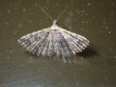 Alucita montana