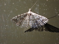 Alucita montana