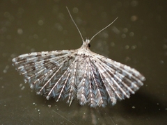 Alucita montana