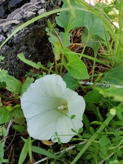 Calystegia atriplicifolia