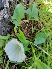 Calystegia atriplicifolia