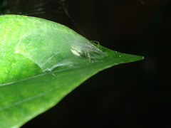 Bijoaraneus mitificus