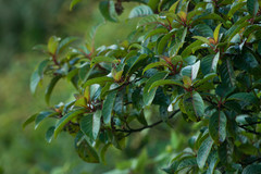 Perrottetia sandwicensis