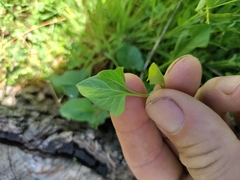 Calystegia atriplicifolia