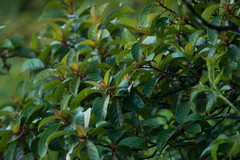 Perrottetia sandwicensis