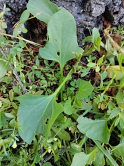 Calystegia atriplicifolia