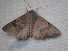 Orthosia revicta