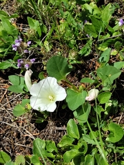 Calystegia atriplicifolia