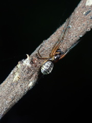 Prosoponoides sinense