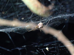 Prosoponoides sinense