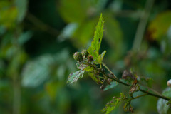 Rubus argutus