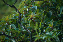 Perrottetia sandwicensis