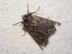 Pleromelloida conserta