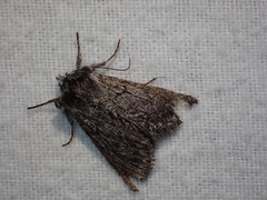 Pleromelloida conserta