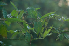 Rubus argutus