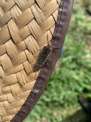 Gymnelia