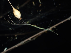 Ariamnes cylindrogaster