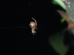 Dipoena submustelina