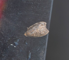 Acleris zimmermani