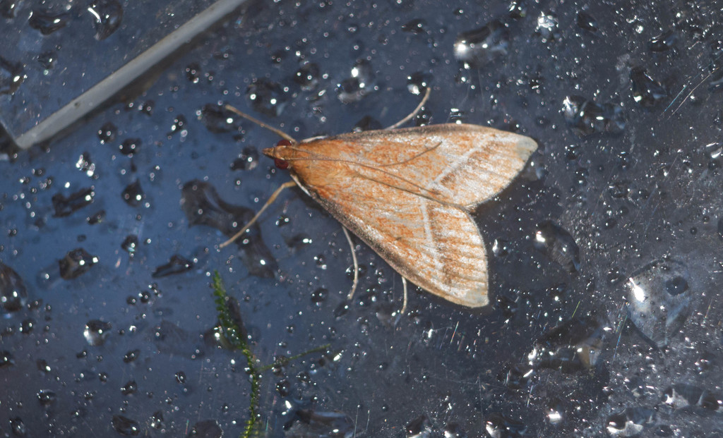 Omiodes monogramma