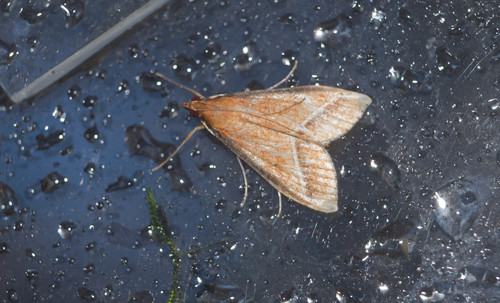 Omiodes monogramma