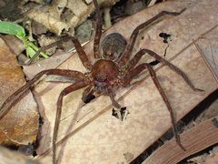 Heteropoda amphora