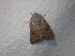 Orthosia revicta