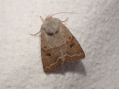Orthosia revicta