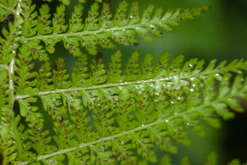 Athyrium microphyllum