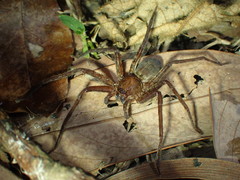Heteropoda amphora
