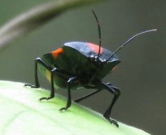 Brachystethus rubromaculatus